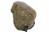 Fossil Dinosaur Bone Section w/ Metal Stand - Texas #377873-2